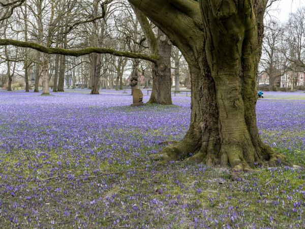 Korkusblütenpracht, Schloss Husum